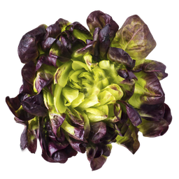 Lechuga Moradas