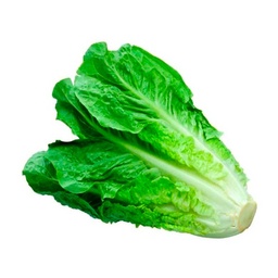Lechuga Larga Und